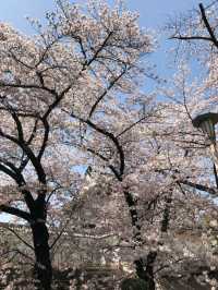 Kansai has the best Sakura 🌸 