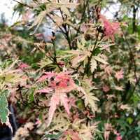宜蘭秘境花市｜進花園・和旺園藝 IN GARDEN