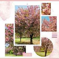 Misa lake Park: Where Spring Unfolds in Double Bloom