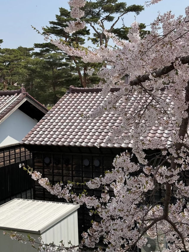 🌸 Goryokaku Park: A Hidden Gem of Cherry Blossoms in Hakodate 🌸