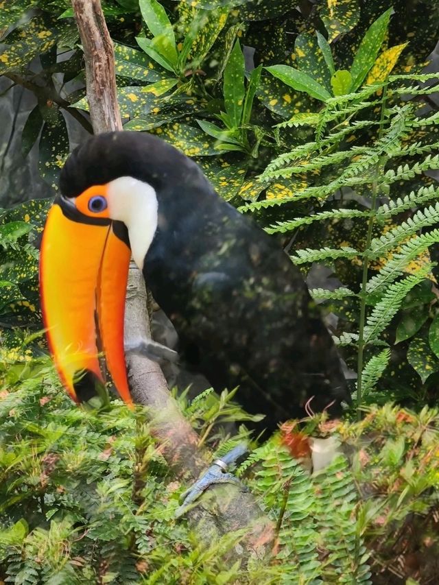 #鳳凰谷鳥園生態園區-南投縣鹿谷鄉