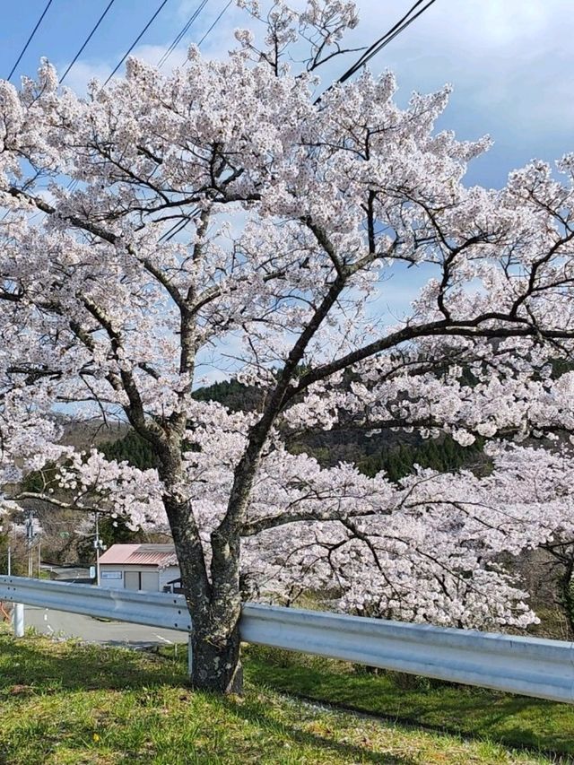 來日本 選對季節 處處是櫻花