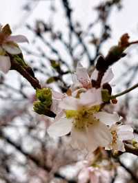 A Blossoming Escape: Cherry Blossom Bliss at Shinjuku Gyoen National Garden