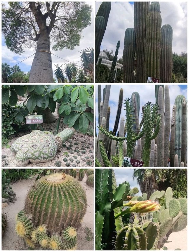 植物種類繁多的廈門園林植物園