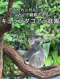 【オーストラリア】コアラ抱っこやカンガルーに餌やりも⁈ キュランダコアラ庭園