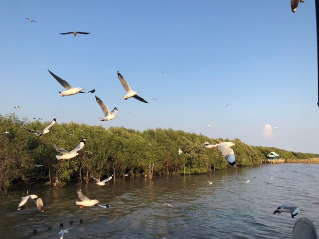 บางปู – สวรรค์ของนกนางนวลและธรรมชาติใกล้กรุงเทพฯ
