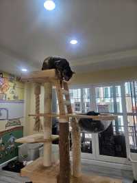 Catster คาเฟ่แมวจร ถูกใจตัวไหน รับกลับได้!!