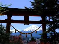 看富士山下的櫻花🌸