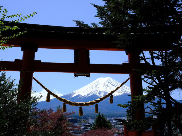 看富士山下的櫻花🌸