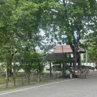 เที่ยวชมนก ดูบัวที่หนองปลักพระยา (นกน้ำ สตูล)