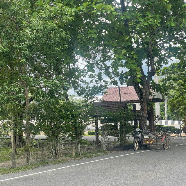 เที่ยวชมนก ดูบัวที่หนองปลักพระยา (นกน้ำ สตูล)