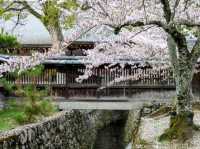 京都嵐山賞櫻順遊---大覺寺大澤池，日本最古老的池泉回遊式庭園