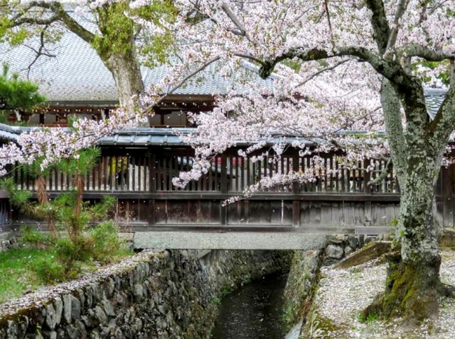 京都嵐山賞櫻順遊---大覺寺大澤池，日本最古老的池泉回遊式庭園