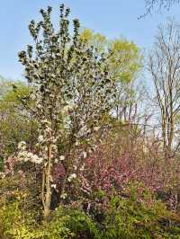 Hanfu Among the Blossoms: When Tradition Meets Transient Beauty