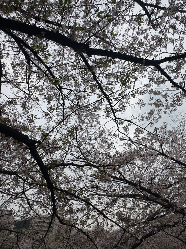 東京｜都營三田線｜藍色軌跡上的東京深情之旅