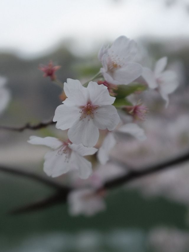 จุดชมซากุระปราสาทโอซาก้า(Osaka Castle) 