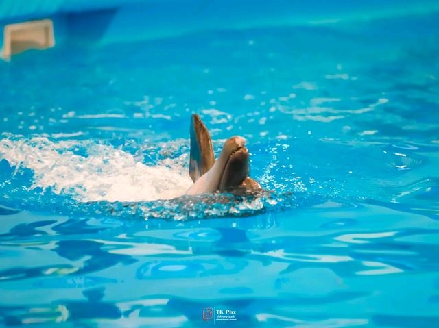 Title: Dive into Delight: A Day at Pattaya Dolphinarium