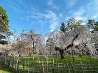 Green Spaces, Kyoto Gyoen is the Perfect Escap