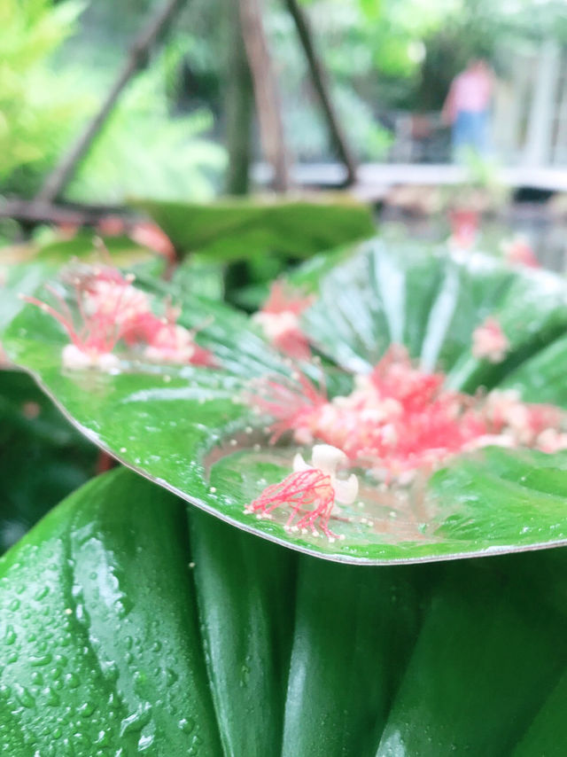 top ten forest อ่างทองใกล้ฉัน 