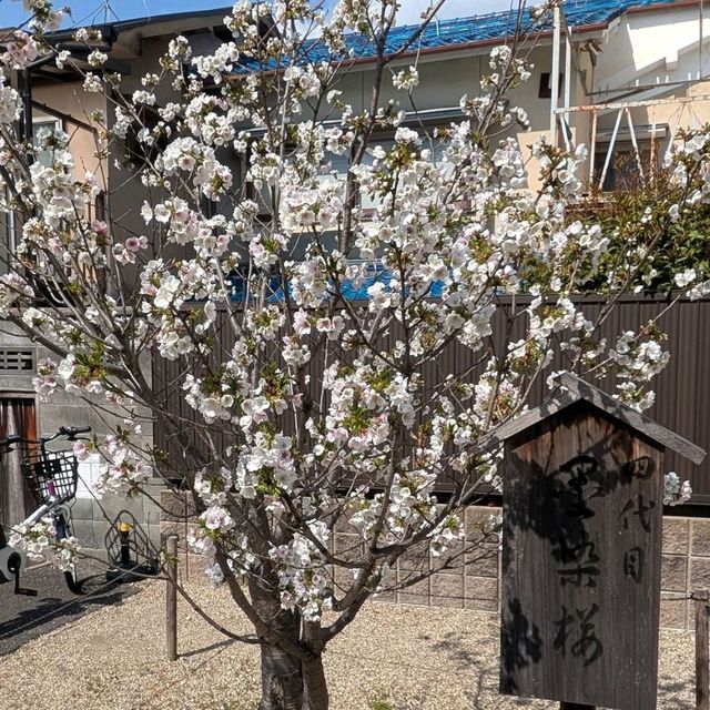 Bokusen-ji, Quiet Sakura Bliss 🌸⛩️