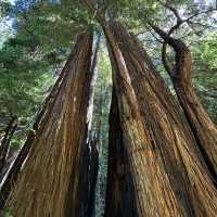 Whispers of the Redwoods: A Weekend in Muir Woods