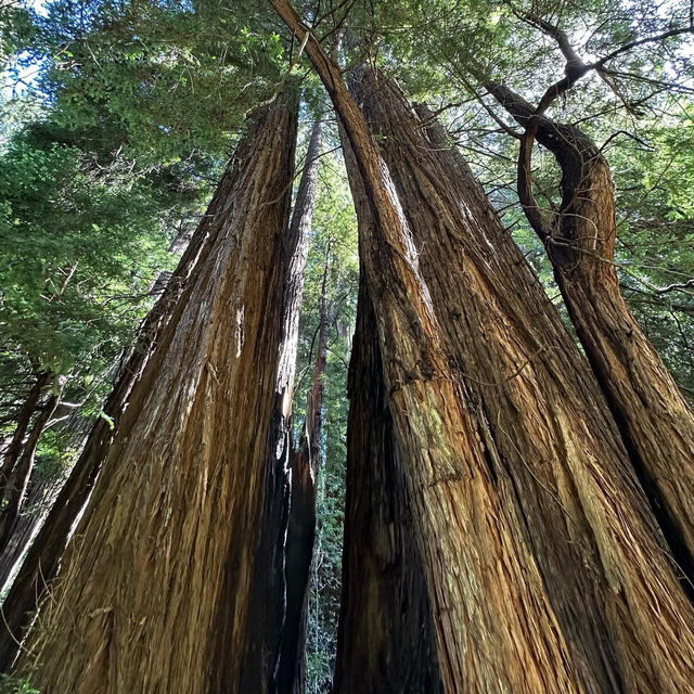 Whispers of the Redwoods: A Weekend in Muir Woods