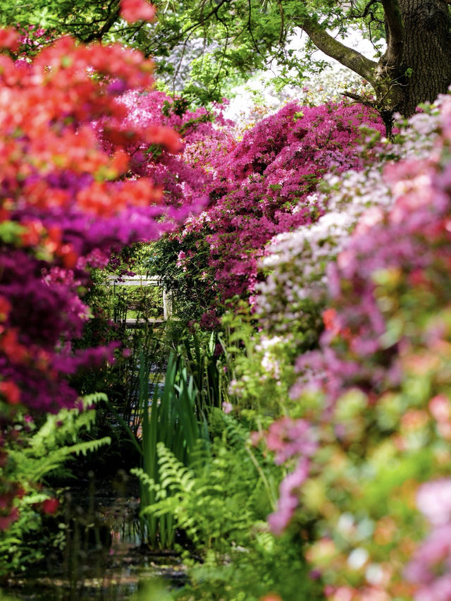Spring Exclusive | Stumbled into Richmond’s Azalea Waterfall over Labour Day 🌸