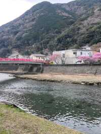 kawazu sakura
