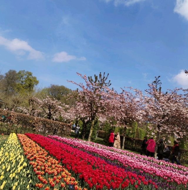 A Blooming Wonderland at Keukenhof Gardens 🌷