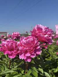 Mie Suzuka | Peony Flower Sea
