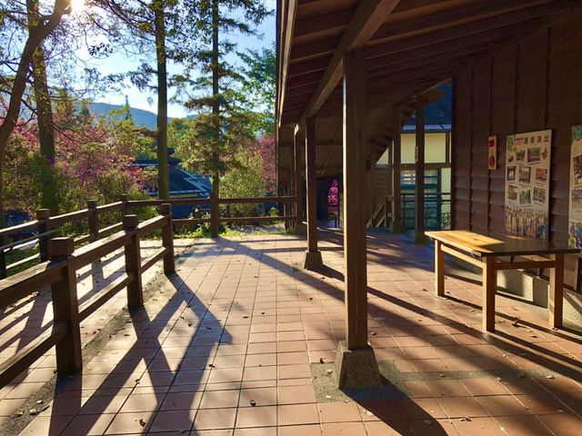 Classroom Under the Cherry Trees — Neihu Primary School, Nantou