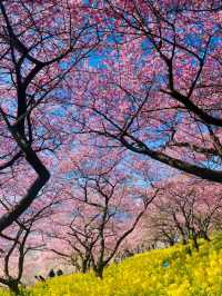 Matsuda Cherry Blossom: A Hidden Spring Gem