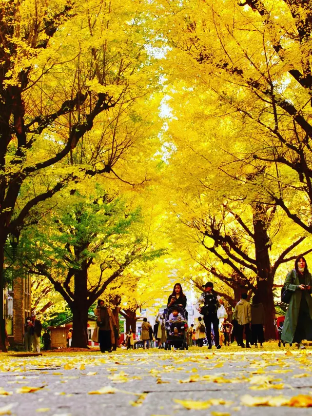 The Four Seasons and History Alive in the Hall of Knowledge — A Recommended Walk Around the University of Tokyo Campus