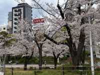 Sumida Park: Riverside Sakura Bliss in Tokyo