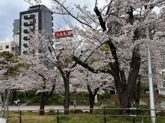 Sumida Park: Riverside Sakura Bliss in Tokyo