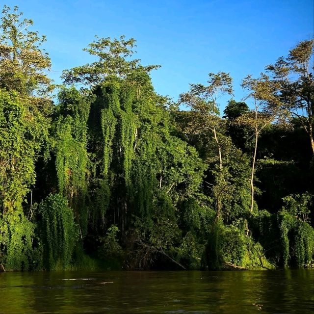 Cruisin’ the Kinabatangan River