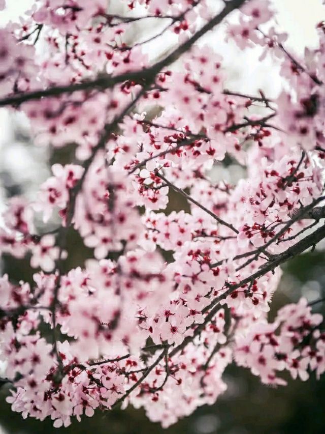 Philosopher’s Path: A Serene Walk Through Kyoto’s Heart