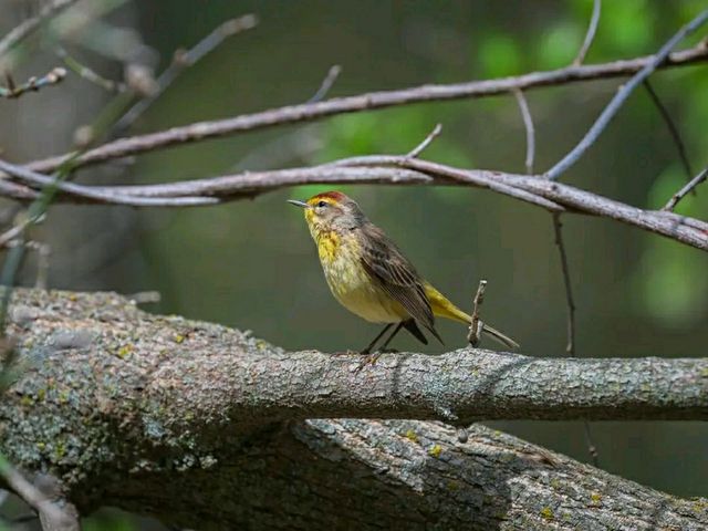 Sacred Paths: Hiking Through Effigy Mounds