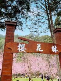 衫林溪🌲專屬櫻花河道櫻花林🌸