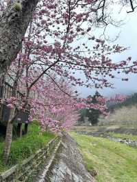 衫林溪🌲專屬櫻花河道櫻花林🌸
