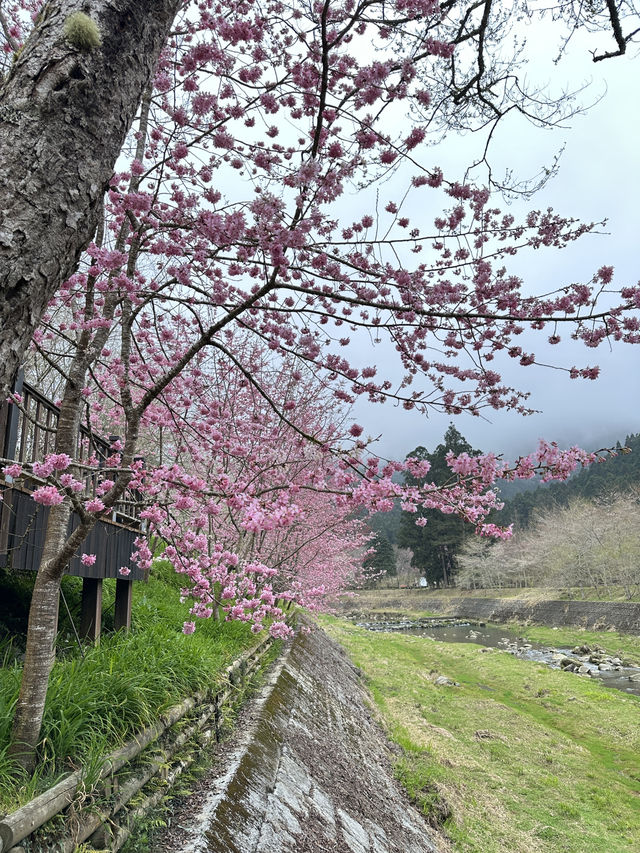 衫林溪🌲專屬櫻花河道櫻花林🌸
