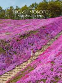 เทศการชิบะซากุระ Higashimokoto Shibazakura Park🌸