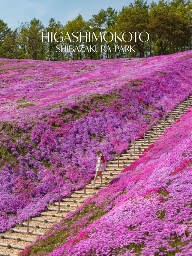 เทศการชิบะซากุระ Higashimokoto Shibazakura Park🌸