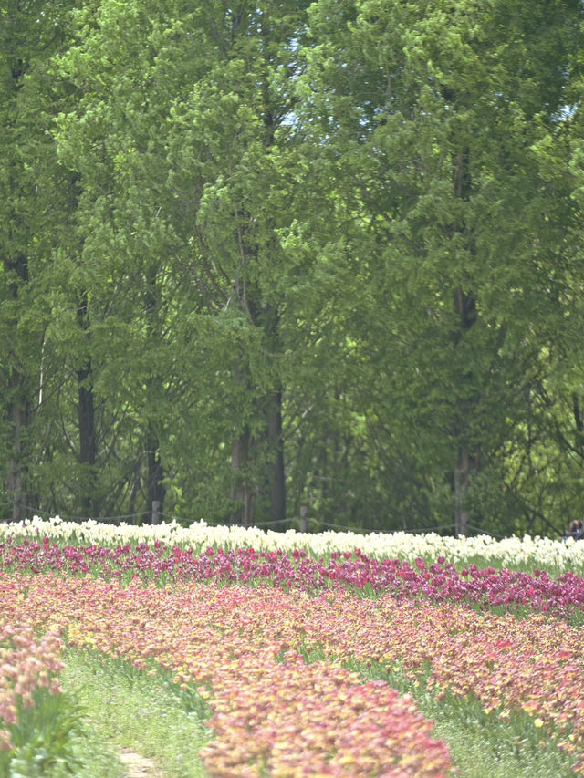 丘一面の春色パレット絶景に包まれる幸せな時間🌷🌼🌸※観光攻略情報付き