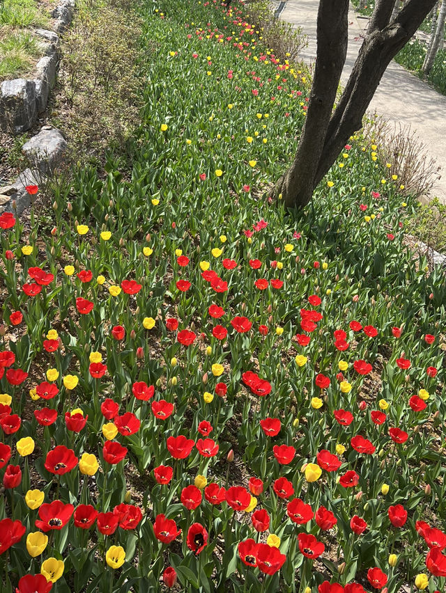 봄.꽃. 그리고 튤립
