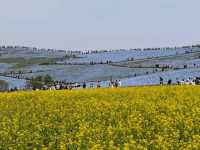 ひたち海浜公園のネモフィラ