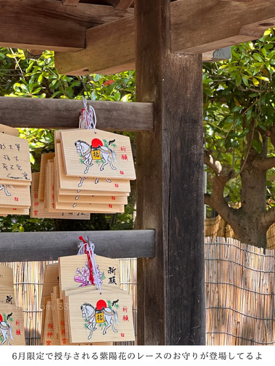 東京世田谷区】河津桜で有名な神社のレースのお守り！6月限定あじさい