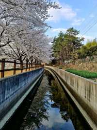 Gyeongju in Bloom