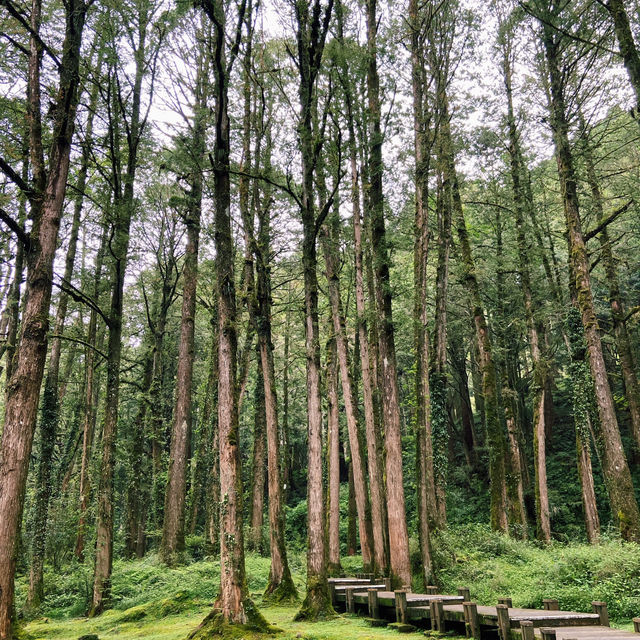🌿阿里山姊妹潭｜靜謐如詩的山林秘境