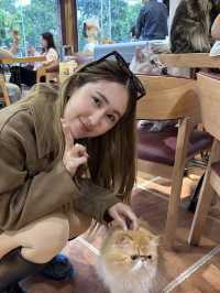 คาเฟ่แมวในซูโจว Cat twelve ถนน pingjiang 🇨🇳
